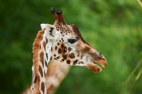 Reticulated giraffe