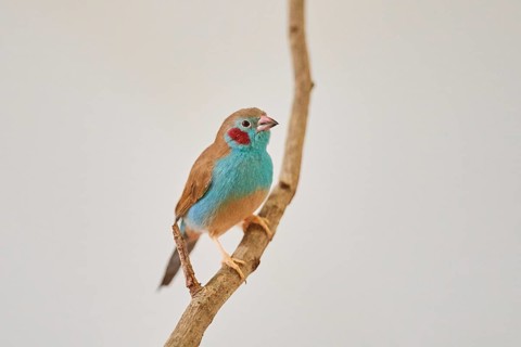 Red-cheeked cordonbleu