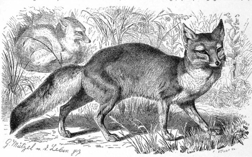 Corsac fox