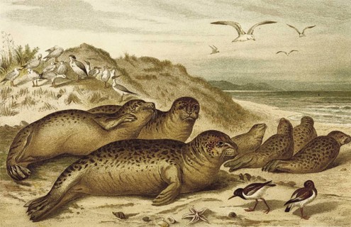Harbor seal