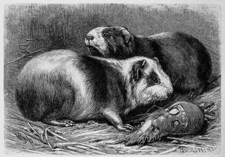 Brazilian guinea pig
