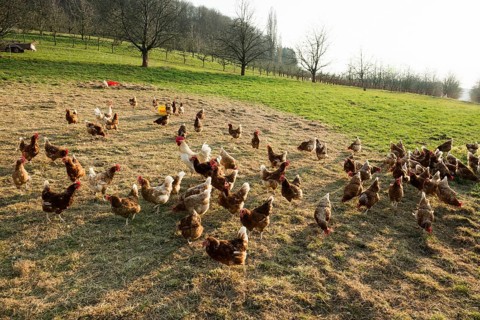 Free-range chickens