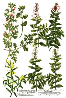 Botany