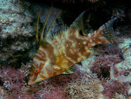 Hogfish