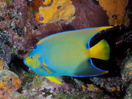 Queen Angelfish