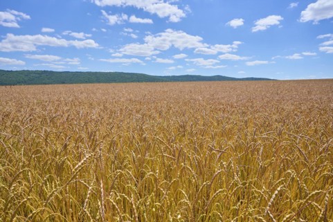 Landscape with spelt field