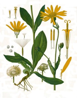 Medicinal plant