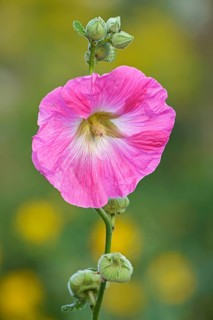 Flowering common hollyhock