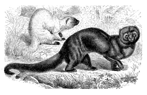 Tayra