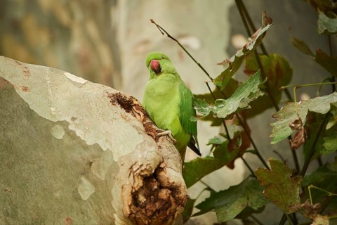 Monk parakeet