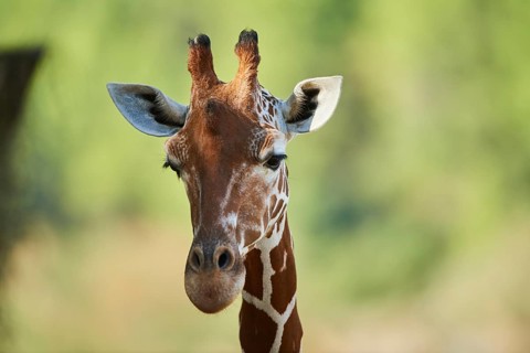 Reticulated giraffe