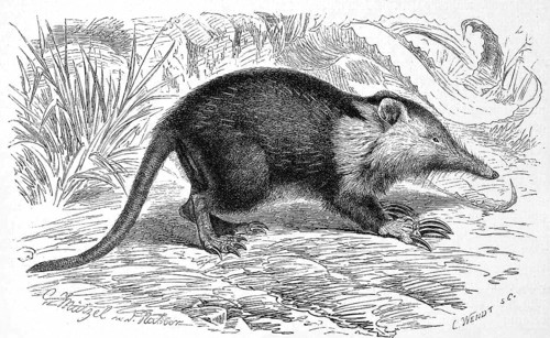Cuban solenodon
