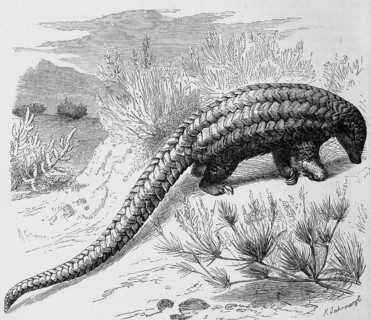 Long-tailed pangolin