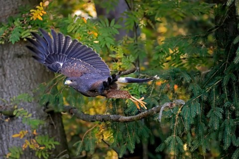 Harris's hawk