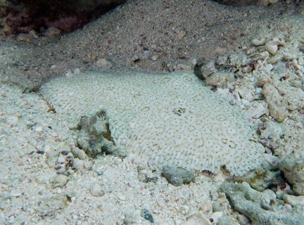 A well camouflaged finless sole