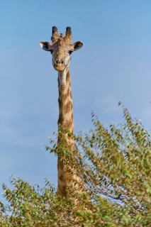 Masai giraffe