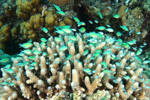 A group of Green green chromis