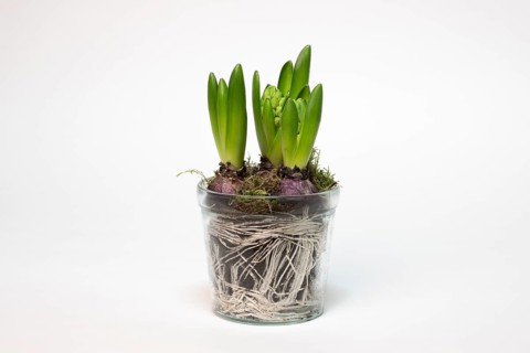 Garden hyacinth