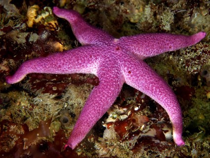 Bloody Henry Starfish