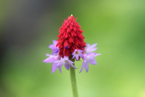 Orchid primrose