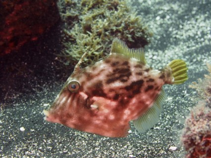 Brown filefish