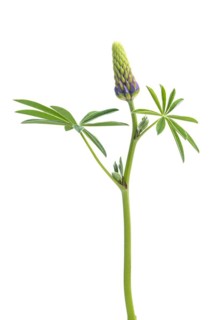 Lupin