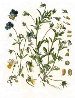 Medicinal plant
