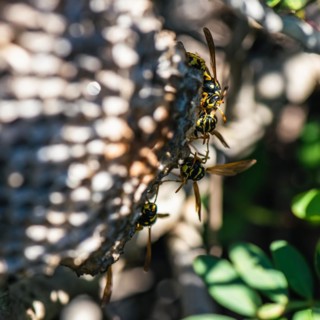 European Paper Wasp