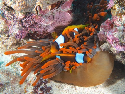 Two red sea clownfishes