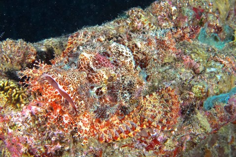 Well camouflaged fringed dragonhead