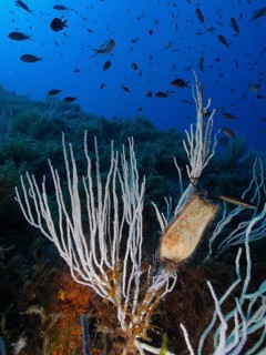White gorgonian