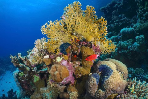 Net fire coral