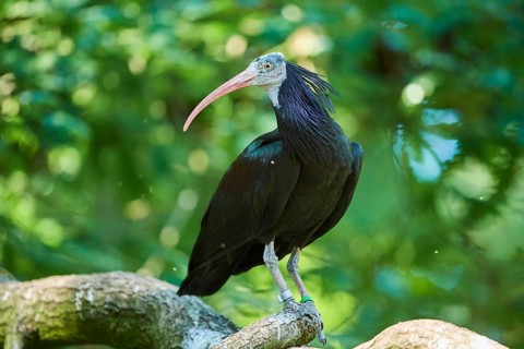 Northern bald ibis