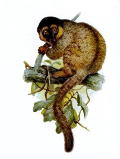 Common brown lemur