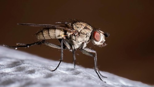Macro shot of a house fly standing on a white paper towel