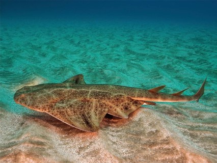 Monkfish