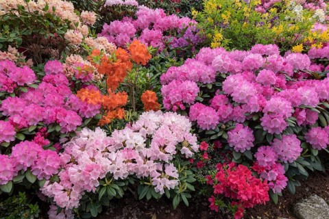 Rhododendron and azalea blossom