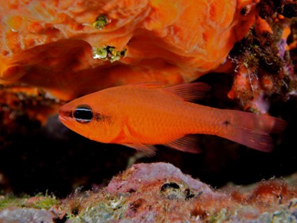 Cardinalfish