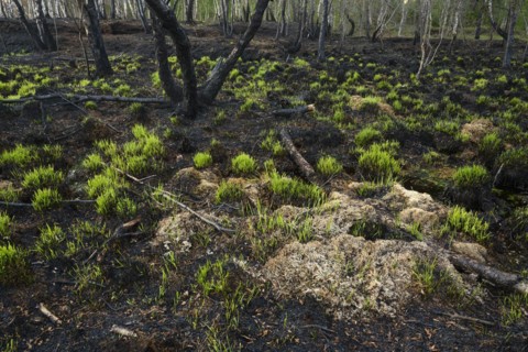 Moor fire