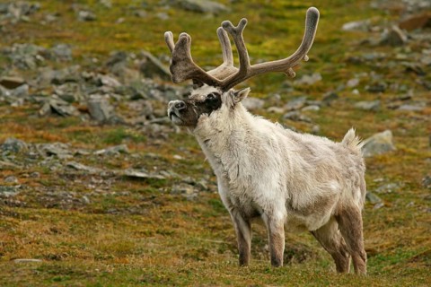 Svalbard reindeer