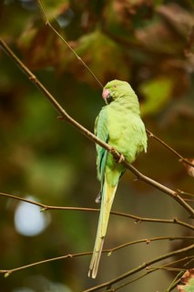 Monk parakeet
