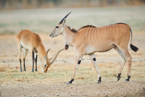 Common eland
