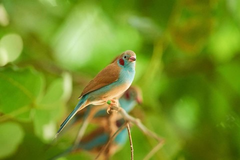 Red-cheeked cordonbleu