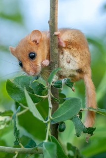 Female Common hazel dormouse