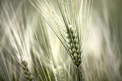 Barley ear