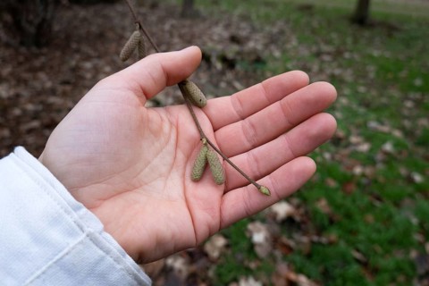 Common hazel