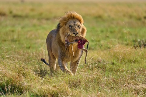 African lion