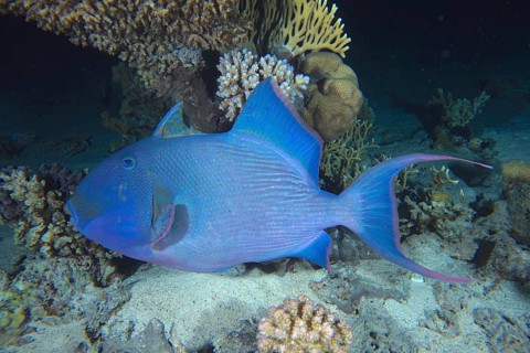 Blue triggerfish