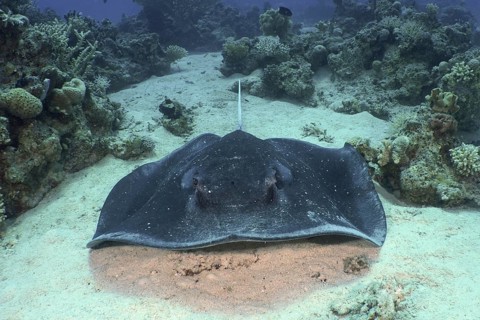Blackspotted stingray