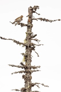 Song Thrush